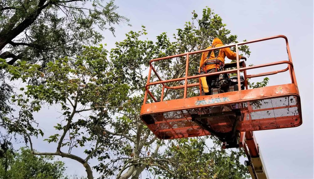 Safeguarding Nature’s Majesty: Top-Notch Tree Service