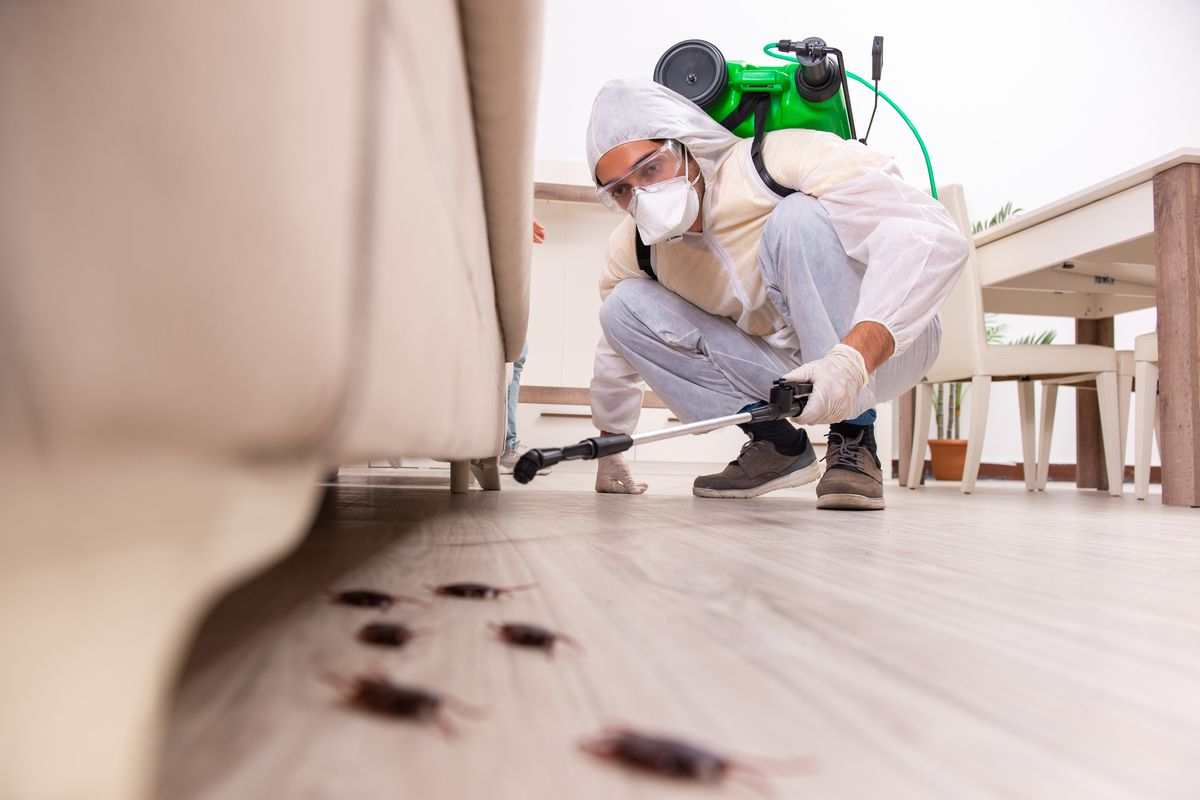 Safe Pest Control for Home Renovations